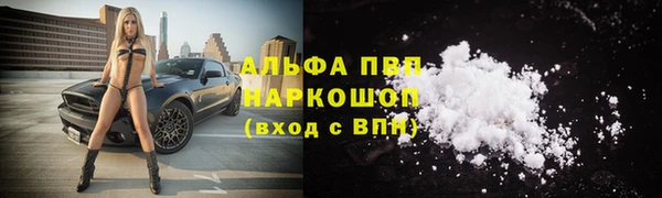 крисы Корсаков